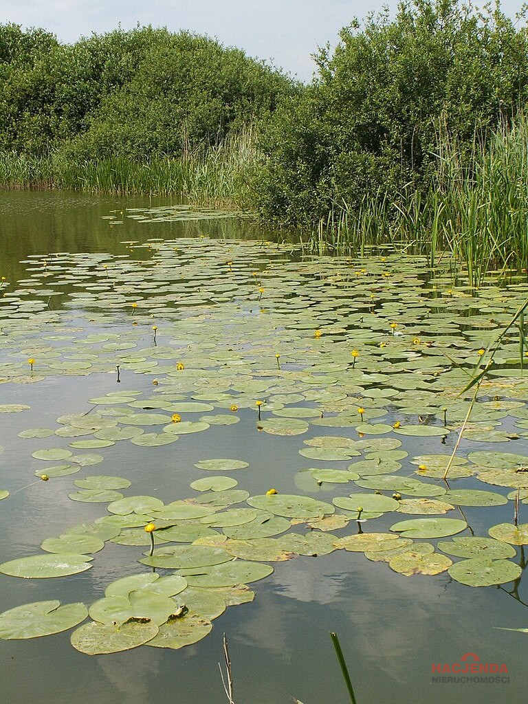 Działka Sprzedaż Giżyn 4