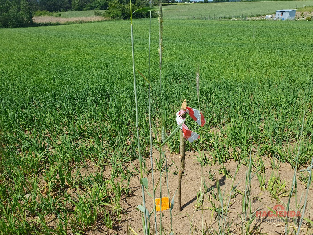 Działka Sprzedaż Zieleniewo