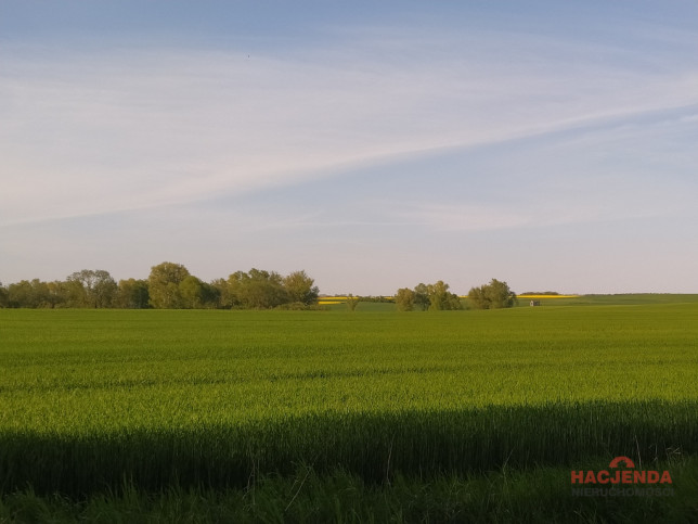 Działka Sprzedaż Recz 1